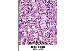 SYT1 Antibody immunohistochemistry analysis in formalin fixed and paraffin embedded human stomach tissue followed by peroxidase conjugation of the secondary antibody and DAB staining. (SYT1 antibody  (C-Term))