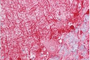 Immunohistochemistry with Brain, cerebellum tissue at an antibody concentration of 5µg/ml using anti-DBI antibody (ARP33135_P050) (Diazepam Binding Inhibitor antibody  (N-Term))