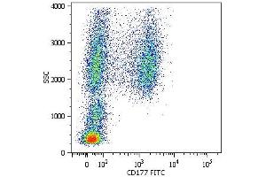 Surface staining of human peripheral blood cells with anti-CD177 (MEM-166) FITC. (CD177 antibody  (FITC))