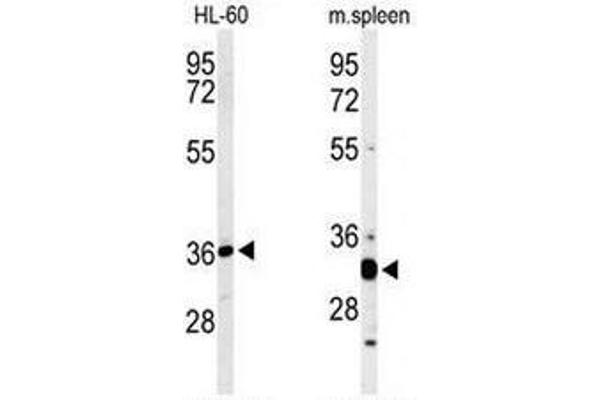 ST8SIA4 antibody  (Middle Region)