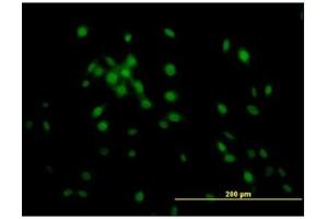 Immunofluorescence (IF) image for anti-Kruppel-Like Factor 11 (KLF11) antibody (ABIN781889)
