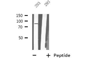 Western blot analysis of extracts from 293 cells, using MX2 antibody. (MX2 antibody  (Internal Region))