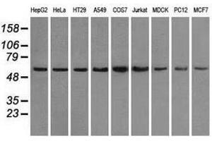 Image no. 3 for anti-Protein Phosphatase 5, Catalytic Subunit (PPP5C) antibody (ABIN1500393) (PP5 antibody)