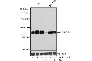 Western blot analysis of extracts of various cell lines, using Phospho-c-Jun-T91 antibody (ABIN7268058) at 1:1000 dilution.