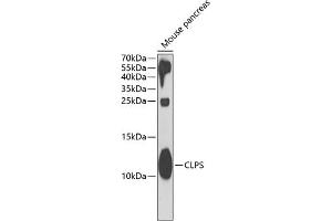 Western blot analysis of extracts of mouse pancreas, using CLPS antibody (ABIN6128989, ABIN6138744, ABIN6138747 and ABIN6221981) at 1:1000 dilution. (CLPS antibody  (AA 18-112))