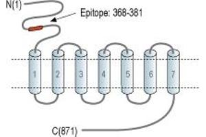 Representative domain view of the target of ABIN7885064.