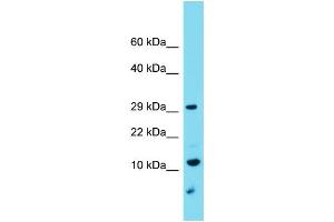 Host: Rabbit Target Name: C9orf123 Sample Type: U937 Whole Cell lysates Antibody Dilution: 1. (C9orf123 antibody  (C-Term))