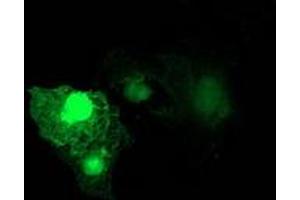 Image no. 3 for anti-Ras Homolog Family Member D (RHOD) antibody (ABIN1500700) (RHOD antibody)