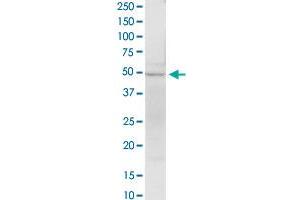 EEF1G MaxPab rabbit polyclonal antibody. (EEF1G antibody  (AA 1-437))