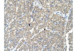 Immunohistochemistry (IHC) image for anti-ATPase, Na+/K+ Transporting, beta 1 Polypeptide (ATP1B1) (Middle Region) antibody (ABIN310596) (ATP1B1 antibody  (Middle Region))