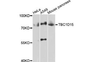Western blot analysis of extracts of various cell lines, using TBC1D15 antibody (ABIN4905372) at 1:1000 dilution. (TBC1D15 antibody)