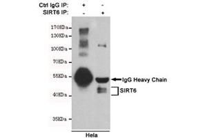 Immunoprecipitation of SIRT6 from HeLa cell lysate using SIRT6 antibody. (SIRT6 antibody)