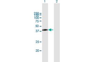 Western Blot analysis of HOMER1 expression in transfected 293T cell line by HOMER1 MaxPab polyclonal antibody.
