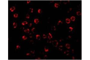 Immunofluorescence (IF) image for anti-BCL2 Binding Component 3 (BBC3) (C-Term) antibody (ABIN500557)