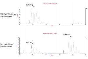 PRC2 EZH2(Y641F) Complex activity assay. (PRC2 EZH2 (full length), (Tyr641Phe-Mutant) protein (DYKDDDDK Tag))