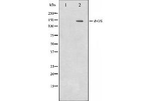 Western blot analysis on NIH-3T3 cell lysate using iNOS Antibody. (NOS2 antibody  (C-Term))