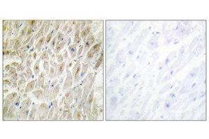Immunohistochemistry (IHC) image for anti-Distal-Less Homeobox 3 (DLX3) (Internal Region) antibody (ABIN1848996) (DLX3 antibody  (Internal Region))