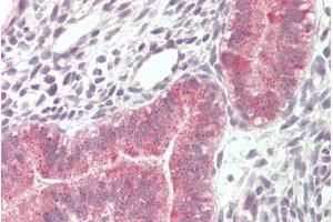 ABIN5539891 (5µg/ml) staining of paraffin embedded Human Uterus. (VPS16 antibody  (Internal Region))