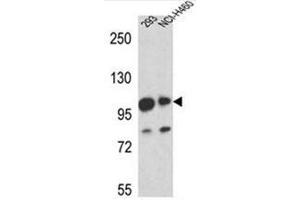 Western blot analysis of Mastermind-Like Protein 1 Antibody (Center) in 293,NCI-H460 cell line lysates (35ug/lane).