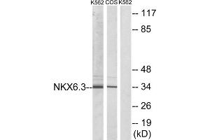 Western blot analysis of extracts from K562 cells and COS-7 cells, using NKX6. (NK6 Homeobox 3 antibody  (Internal Region))