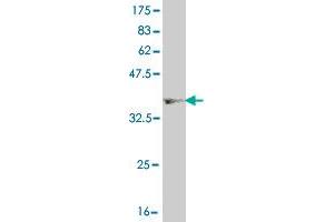 Western Blot detection against Immunogen (36. (HNF4A antibody  (AA 324-423))