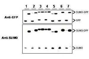 Western blot of SUMO-GFP fusion proteins cleaved by insect cell protein extracts. (SUMO antibody)