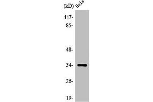 Western Blot analysis of HeLa cells using Olfactory receptor 4P4 Polyclonal Antibody (OR4P4 antibody  (C-Term))