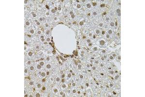 Immunohistochemistry of paraffin-embedded mouse liver using PPP2R5C antibody (ABIN1876668) at dilution of 1:100 (40x lens). (PPP2R5C antibody)