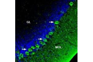 Expression of SERCA3 in rat cerebellum - Immunohistochemical staining of perfusion-fixed frozen rat brain sections with Anti-SERCA3 Antibody (ABIN7042959, ABIN7044153 and ABIN7044154), (1:200), followed by goat anti-rabbit-AlexaFluor-488. (ATP2A3 antibody  (C-Term, Cytosolic))