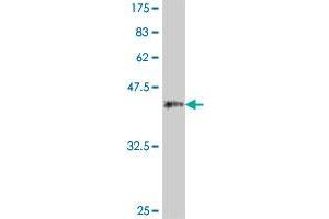 Western Blot detection against Immunogen (37. (CD130/gp130 antibody  (AA 23-122))