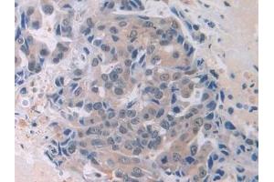 Immunohistochemistry (IHC) image for anti-Macrophage erythroblast Attacher (MAEA) (AA 136-379) antibody (ABIN7440146)