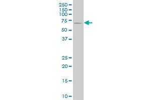 NCOA4 monoclonal antibody (M04), clone 1B7 Western Blot analysis of NCOA4 expression in NIH/3T3 .