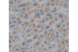 Used in DAB staining on fromalin fixed paraffin- embedded liver tissue (HMGCL antibody  (AA 1-325))