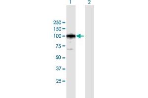 Western Blot analysis of CAST expression in transfected 293T cell line by CAST MaxPab polyclonal antibody. (Calpastatin antibody  (AA 1-667))