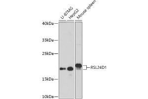 Western blot analysis of extracts of various cell lines, using RSL24D1 antibody (ABIN7269990) at 1:1000 dilution.