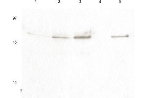 Western blot using anti- Cyclin B1 pS126 antibody shows detection of a band ~48 kDa corresponding to phosphorylated human Cyclin B1 (arrowheads) in various whole cell lysates. (Cyclin B1 antibody  (pSer126))