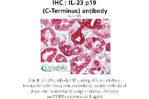 Image no. 1 for anti-Interleukin 23, alpha subunit p19 (IL23A) antibody (ABIN1735878) (IL23A antibody)