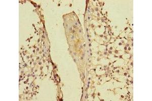 Immunohistochemistry of paraffin-embedded human testis tissue using ABIN7158455 at dilution of 1:100