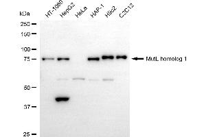 Western blotting analysis using mutL homolog 1 antibody (ABIN7799498).