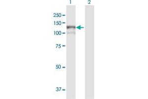 Western Blot analysis of MAN2B1 expression in transfected 293T cell line by MAN2B1 MaxPab polyclonal antibody.