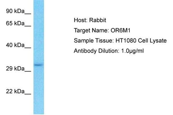 OR6M1 antibody  (C-Term)