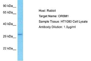 Host: Rabbit Target Name: OR6M1 Sample Type: HT1080 Whole Cell lysates Antibody Dilution: 1. (OR6M1 antibody  (C-Term))