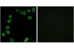 Immunofluorescence analysis of NIH-3T3 cells, using LAMA4 Antibody.