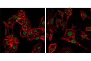Immunofluorescence analysis of MSCs(left) and NTERA-2 (right) cells using DDX4 mouse mAb (green). (DDX4 antibody)