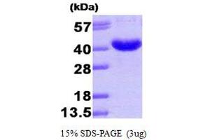 SDS-PAGE (SDS) image for Aldo-Keto Reductase Family 7, Member A3 (Aflatoxin Aldehyde Reductase) (AKR7A3) (AA 1-331) protein (His tag) (ABIN667762) (AKR7A3 Protein (AA 1-331) (His tag))