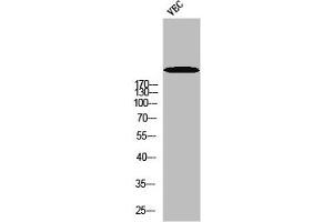Western blot analysis of VEC using p-Rpb1 (S1619) antibody. (POLR2A/RPB1 antibody  (pSer1619))