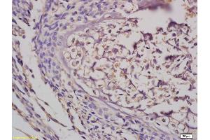 Formalin-fixed and paraffin embedded mouse embryo tissue labeled with Anti-GRB10 Polyclonal Antibody, Unconjugated (ABIN680428) at 1:200 followed by conjugation to the secondary antibody and DAB staining (GRB10/14 (AA 501-594) antibody)