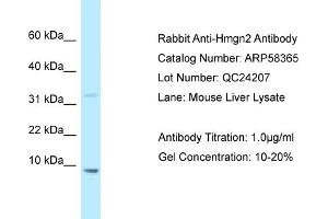 Western Blotting (WB) image for anti-High Mobility Group Nucleosomal Binding Domain 2 (HMGN2) (N-Term) antibody (ABIN2787652)
