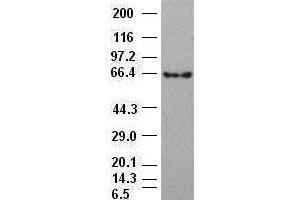 Beta-catenin antibody (2H3) at 1:1000 dilution + 293T cell lysate