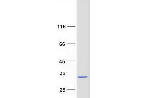 Western Blotting (WB) image for Methyltransferase Like 11A (METTL11A) protein (Myc-DYKDDDDK Tag) (ABIN2725884)
